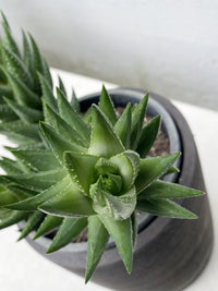 Haworthia resendeana