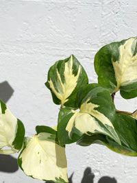 Epipremnum 'Aureum' - Manjula Pothos