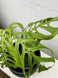 Monstera obliqua epipremnoides