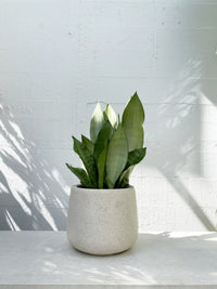 Sansevieria