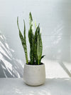 Sansevieria