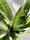 Sansevieria