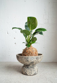 Ancient Kokedama Holder